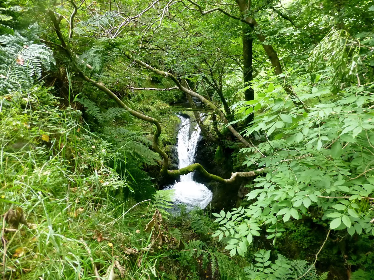 Small waterfall tumbling through ferns and green foliage in Dollar Glen
